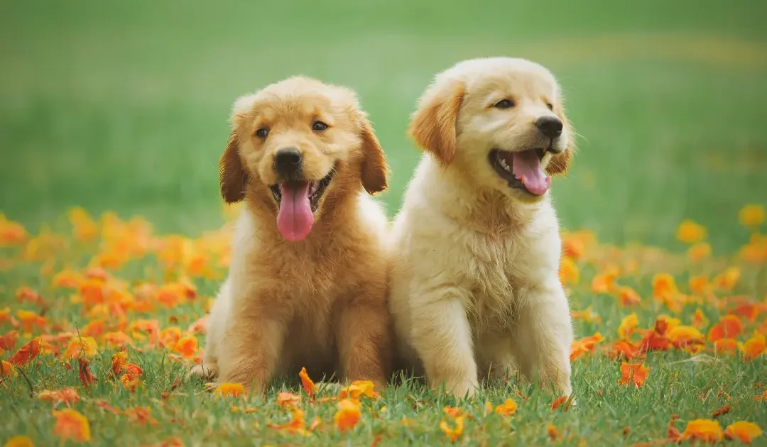 Two golden retriever puppies on the grass - Knose Puppy Insurance