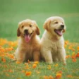 Two golden retriever puppies on the grass - Knose Puppy Insurance